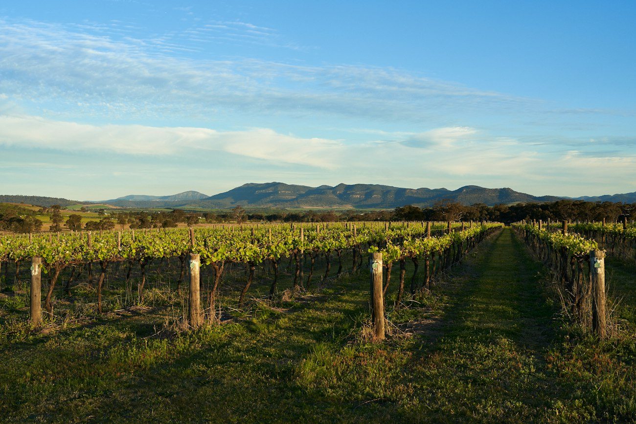 Rows of grapevines beneath distant hills in the Hunter Valley