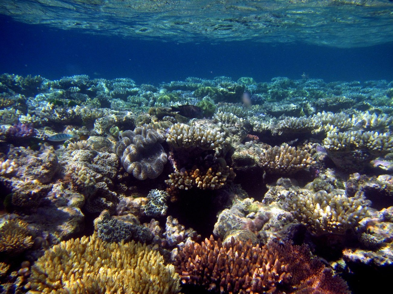 Coral formations beneath clear water on the Great Barrier Reef