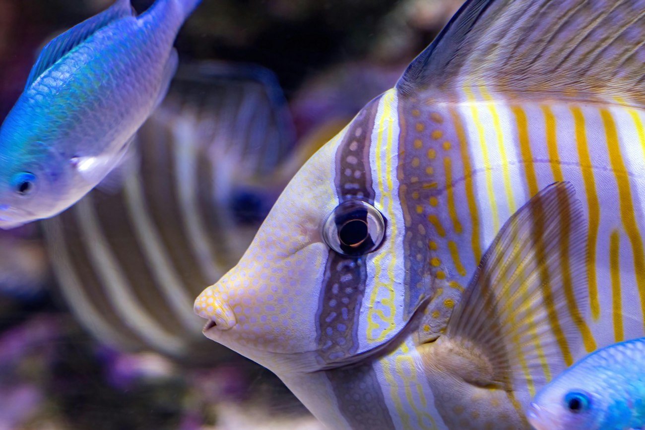 Striped tropical fish in an aquarium in Cairns