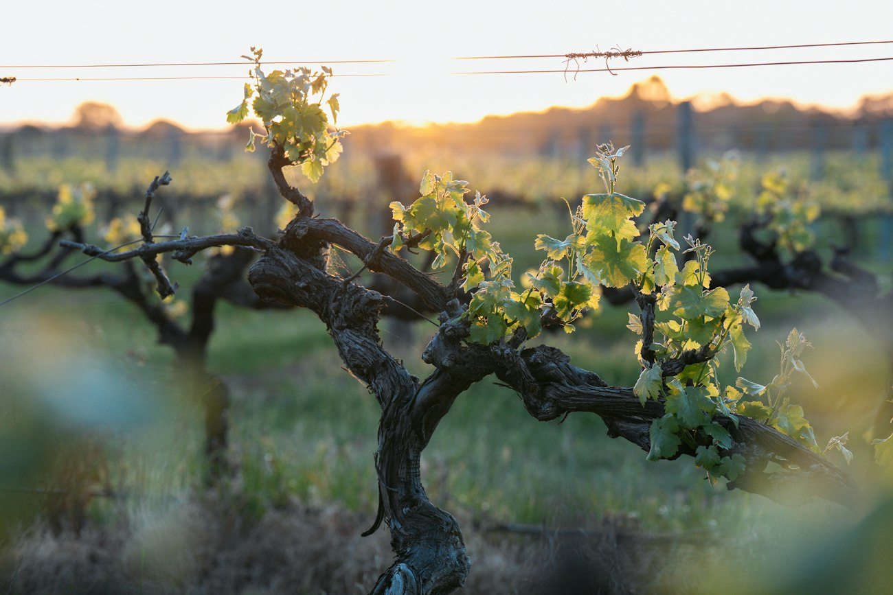 Grapevine leaves in evening light in the Barossa Valley