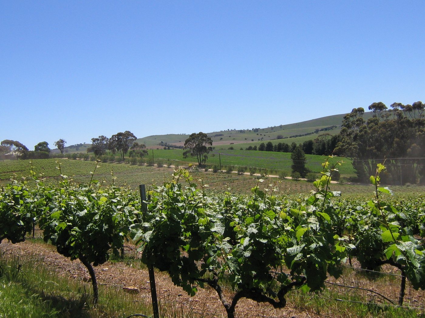 Rows of grapevines beneath open hills in the Clare Valley