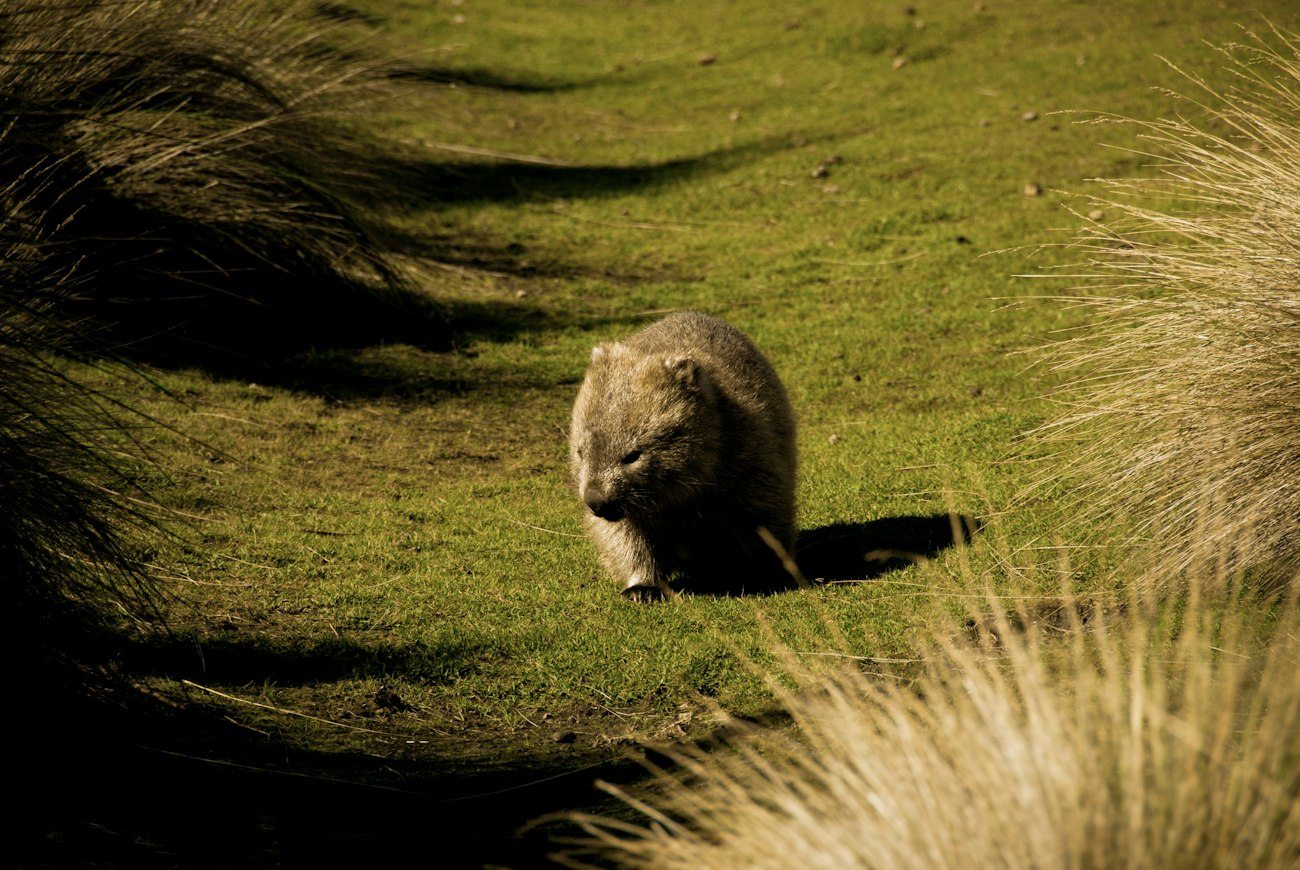 A wombat grazing on grass in Tasmania