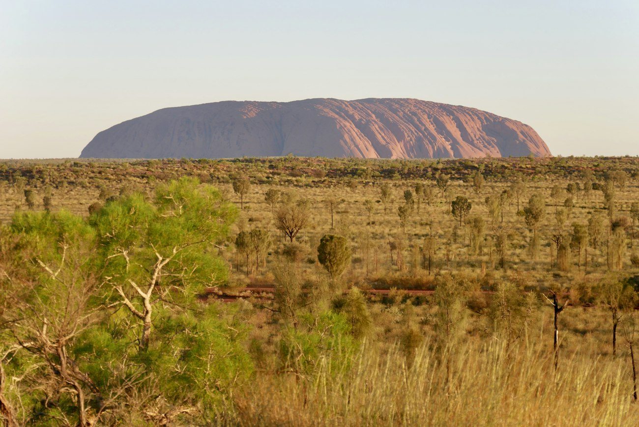 Uluru rising above green desert vegetation