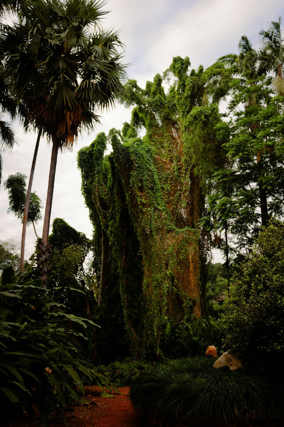 Lush trees and palms along a path in Darwin